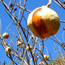 California Buckeye Seed Horse Chestnut uses poisionous about how to