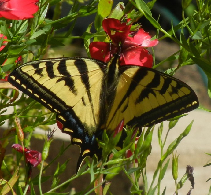Closeup of Butterfly in the Home Grown Fun Garden 2