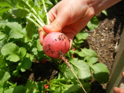 Picking radishes in the Home Grown Fun Garden