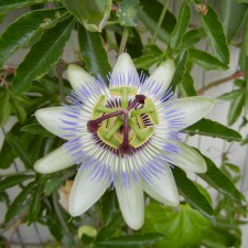 Passion Flower Picture