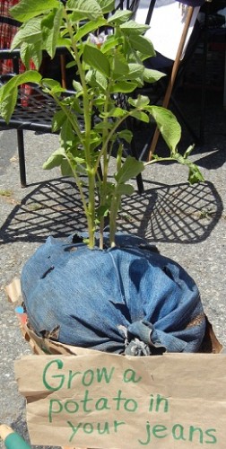 Grow a Potato in Your Jeans
