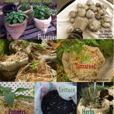 How to Grow Plants in Burlap Sacks