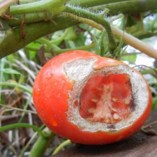 Tomato eaten by hornworm