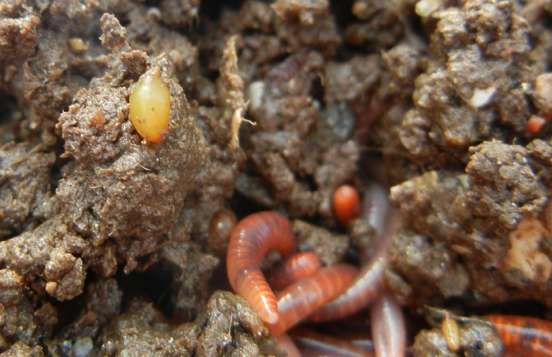 How Worm Cocoons Work