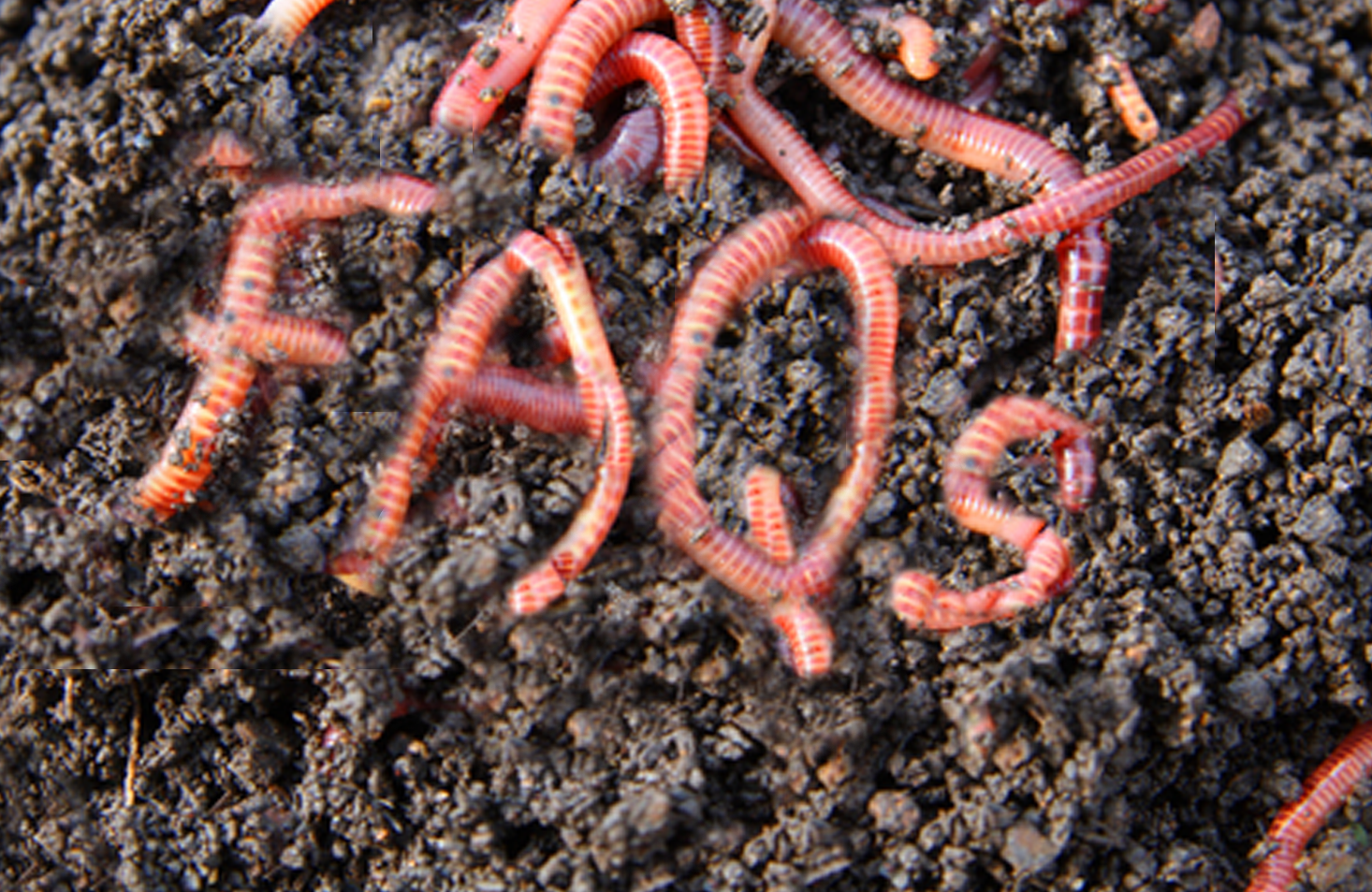 Worms FAQs