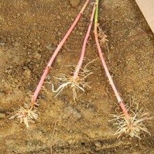 blackberry roots featured