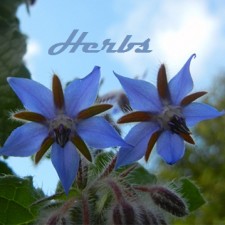 borage herb starflower