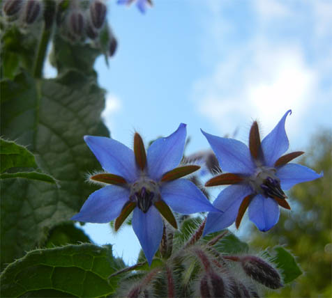 borage sky