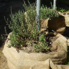 burlap sack herb garden featured