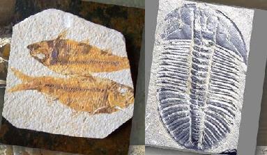 fishandtrilobitefossils