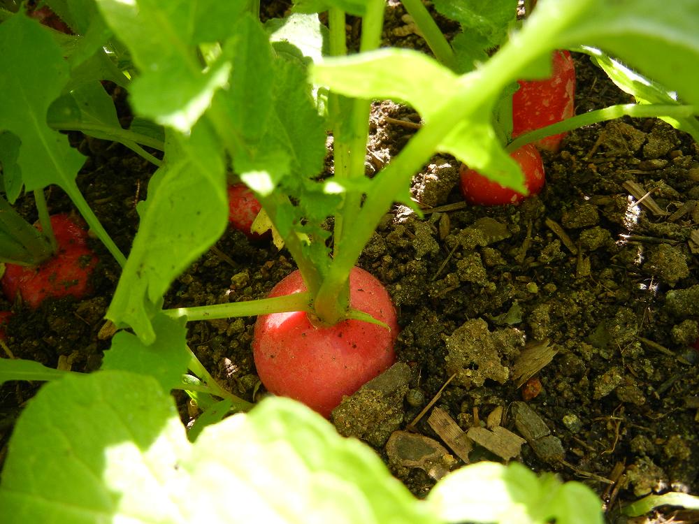 growing radishes