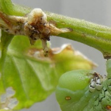 hornworm aliens featured