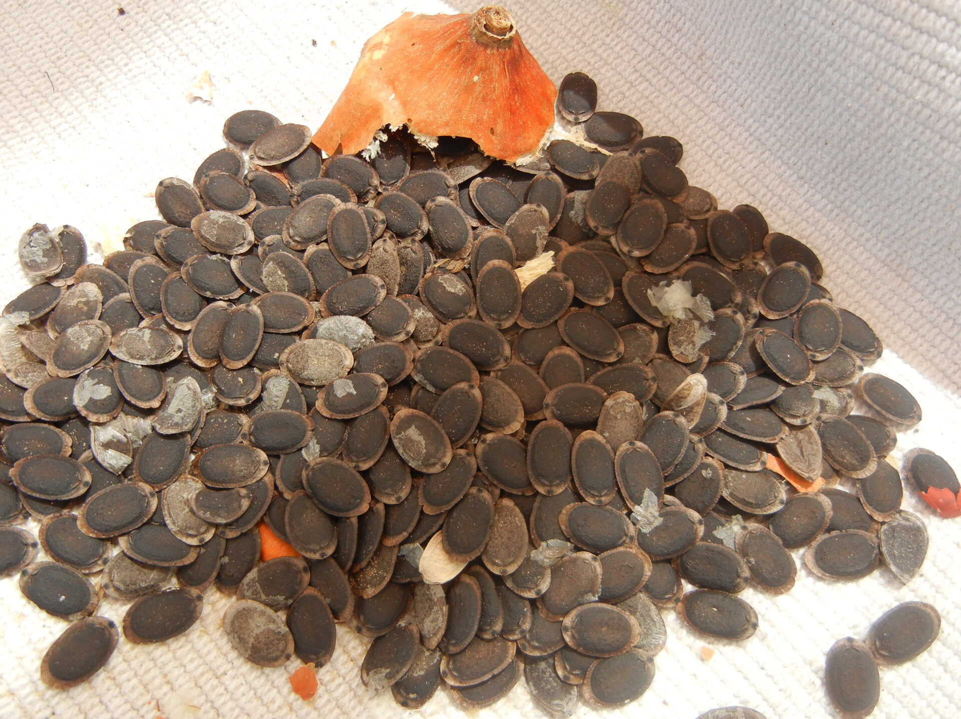 loofah seeds