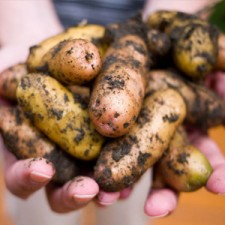 buy potato seed san diego