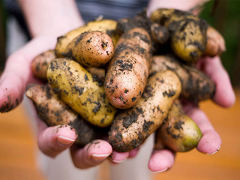 potato harvest