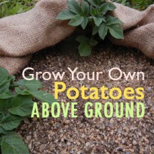 potatoes featured