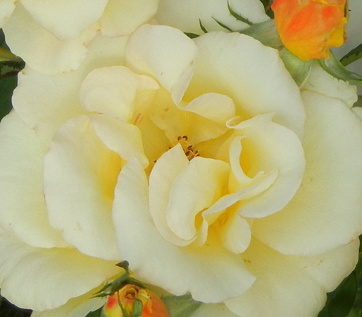 rose closeup