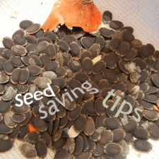 how to save tomato seed at home