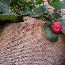 strawberries square