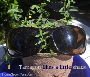 tarragon likes little shade