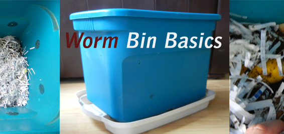 worm bin basics composting