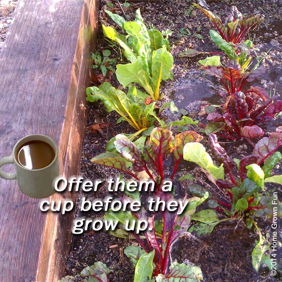 Coffee Grounds Fertilizer For Plants Good Source Of Nitrogen
