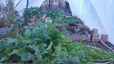 What can you grow in a greenhouse. 