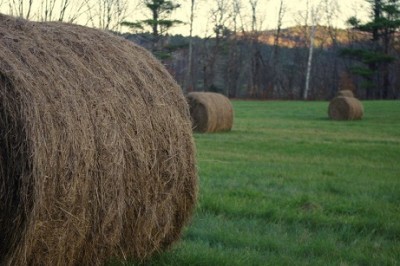 Difference Between Straw and Hay with Cartoons